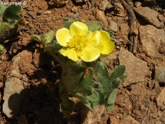 Ranunculus neocuneatus