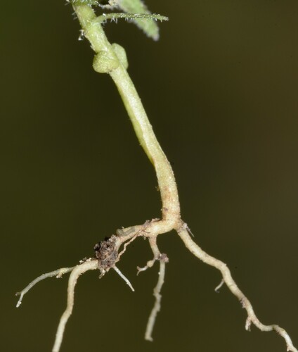 Image of Castilleja tenuis by (c) Gabriel Campbell-Martinez, some rights reserved (CC BY)