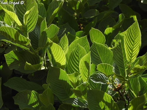 Rhamnus libanotica