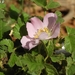 Mediterranean Sweet-Briar - Photo (c) Yael Orgad, some rights reserved (CC BY-NC), uploaded by Yael Orgad