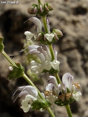 Salvia microstegia