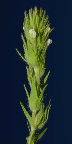 Image of Castilleja tenuis by (c) Gabriel Campbell-Martinez, some rights reserved (CC BY)