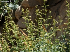 Scrophularia libanotica