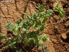 Symphytum brachycalyx