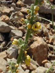Verbascum damascenum