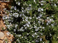 Veronica orientalis