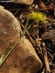 Bupleurum nodiflorum