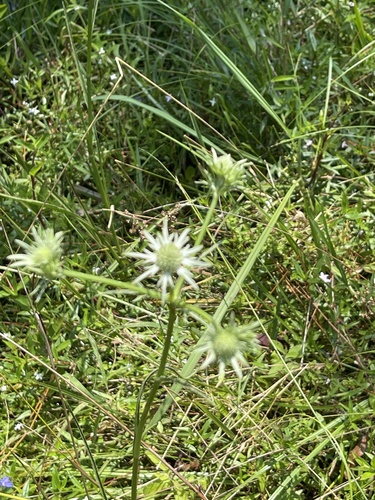 Image of Eryngium aquaticum by no rights reserved
