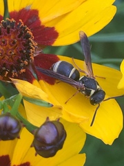 Stenodynerus propinquus