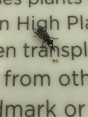 Atomosia melanopogon