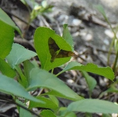 Eulithis diversilineata