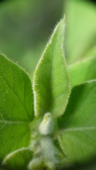 Croton ciliatoglandulifer