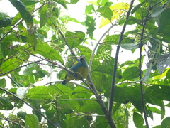 Dacnis lineata