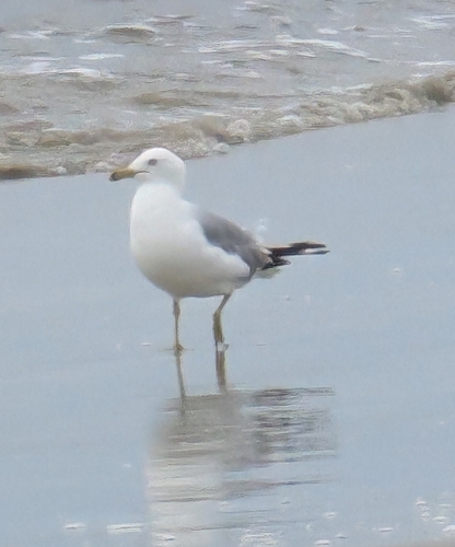 Ring-billed Gull photographed in Georgia