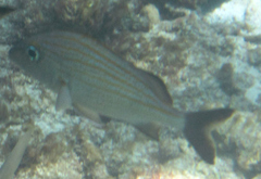 Haemulon carbonarium