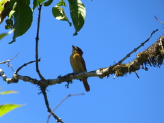 Pachyramphus cinnamomeus