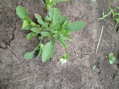 Viola arvensis