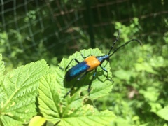 Desmocerus palliatus