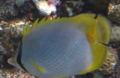 Chaetodon ocellatus