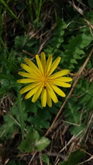 Aposeris foetida