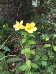 Aureolaria grandiflora