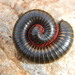 Dotted Largespine Millipede - Photo (c) kevinjolliffe, some rights reserved (CC BY-NC)
