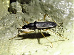 Cnemodus mavortius