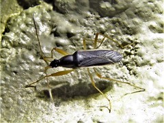 Cnemodus mavortius