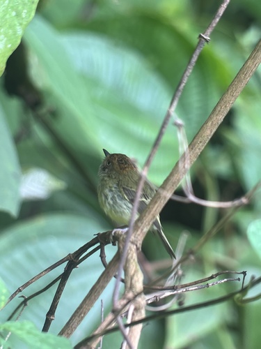 Scale-crested Pygmy Tyrant (Lophotriccus pileatus), photo 9