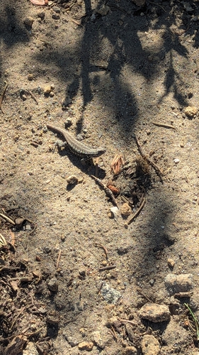 iNaturalist observation photo of Common Sagebrush Lizard