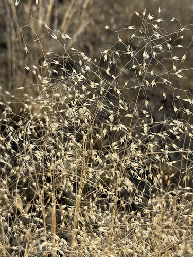 Indian Ricegrass (Achnatherum hymenoides) | Native Plant Guide