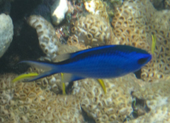 Azurina cyanea
