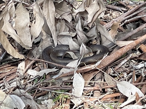 Eastern Brown Snake sighting