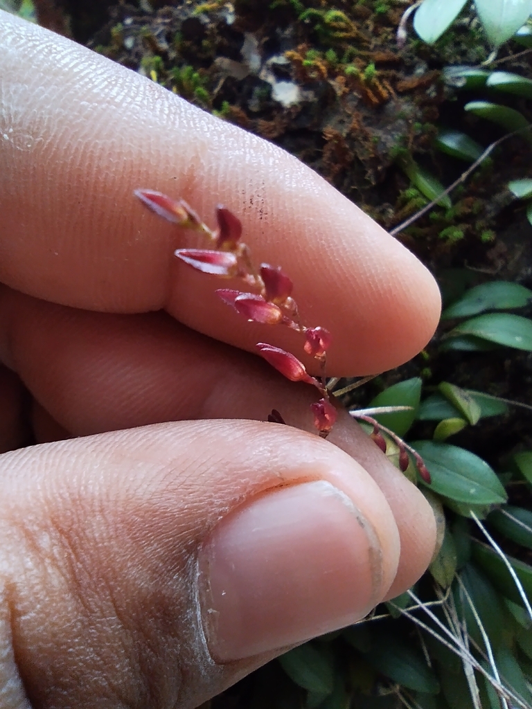 Trichosalpinx pringlei