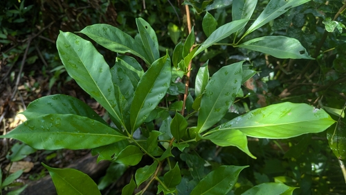Goniocheton arborescens