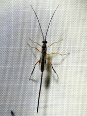 Macrocentrinae