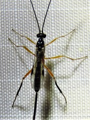 Macrocentrinae