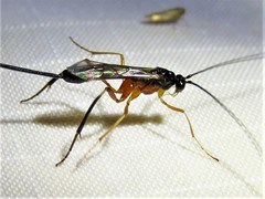 Macrocentrinae