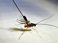 Macrocentrinae