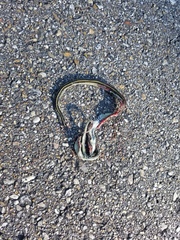 Thamnophis proximus orarius