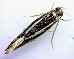 Eralea albalineella