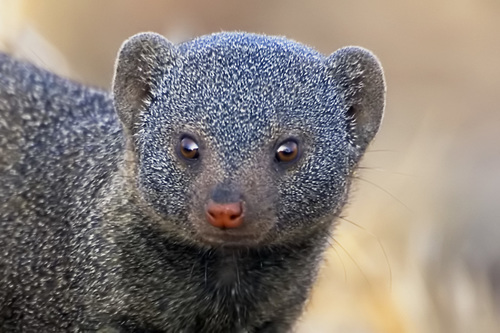 Common Dwarf Mongoose