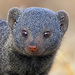 Dwarf Mongooses - Photo (c) Arno & Louise, some rights reserved (CC BY-NC)
