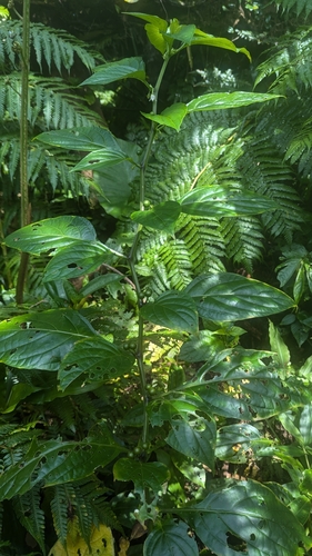 Lycianthes boninensis iNat (1)