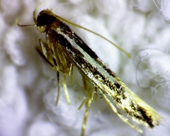 Eralea albalineella