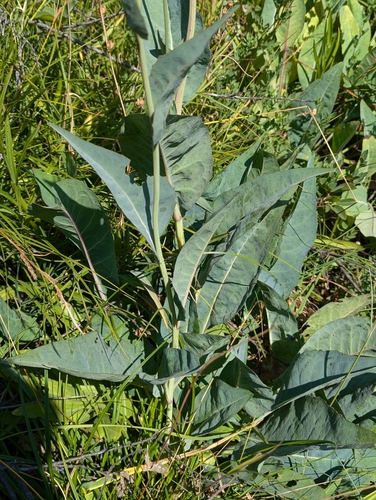 Image of Rudbeckia glaucescens by (c) David Anderson, some rights reserved (CC BY)