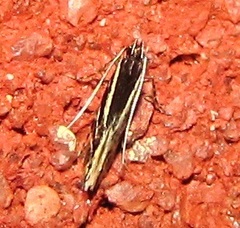 Eralea albalineella