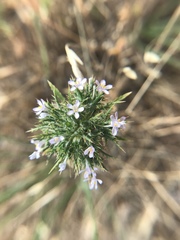 Navarretia tagetina