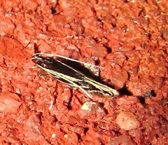 Eralea albalineella