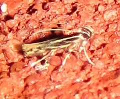 Eralea albalineella
